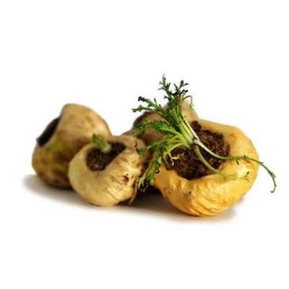 تعدادی ماکا سفید