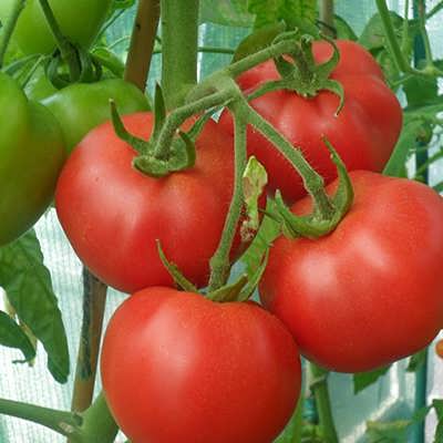 گوجه فرنگی قرمز درشت توندو گوجه فرنگی قرمز درشت توندو