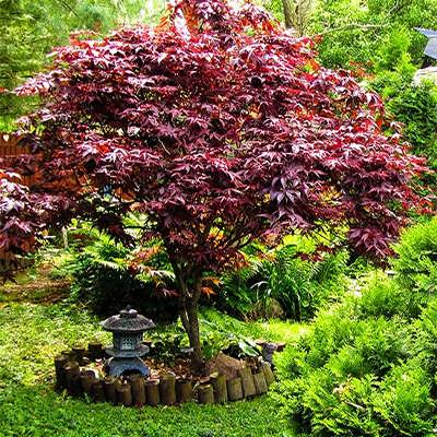 افرا ژاپنی خونی در حیاط افرا ژاپنی خونی در حیاط