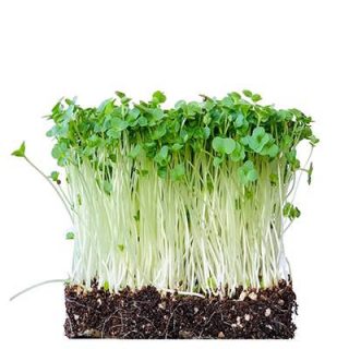 میکروگرین کلم بروکلی تازه