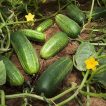 خیار دستگردی اصفهانی تازه