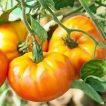 گوجه فرنگی آناناسی