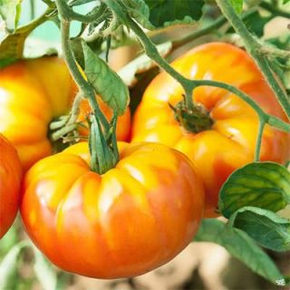 گوجه فرنگی آناناسی