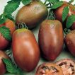 گوجه فرنگی بنفش روسی ارگانیک