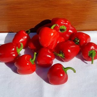 فلفل دلمه ای بشقابی قرمز تازه
