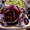 کاسنی فرنگی رز روی ظرف