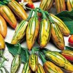 بادمجان آفریقایی توگا بلند برداشت شده