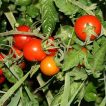 گیاه گوجه گیلاسی چادویک