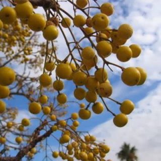 چاینا بری
