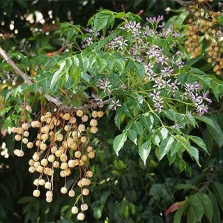 میوه چاینا بری