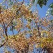 چاینا بری روی درخت