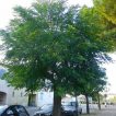درخت چاینا بری