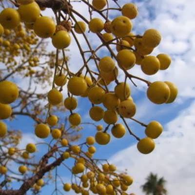 چاینا بری چاینا بری