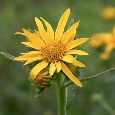 گل پروانه ای گل پروانه ای