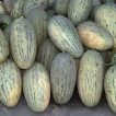 خربزه درگزی