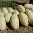 خربزه درگزی برداشت شده