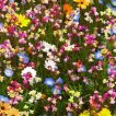 میکس گل های ژاپنی