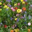 بوته میکس گل های ژاپنی