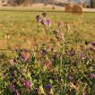 یونجه GEA ایتالیایی
