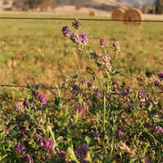 یونجه GEA ایتالیایی