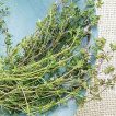 آویشن زمستان آلمانی تازه