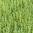 آویشن زمستان آلمانی ارگانیک