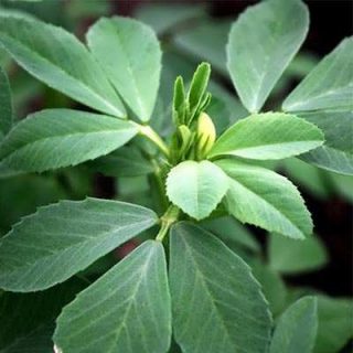 شنبلیله یونانی ارگانیک