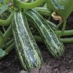 گیاه کدو خورشتی سبز رومی