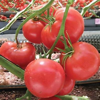 گوجه فرنگی کینگ استون تازه گوجه فرنگی کینگ استون تازه