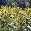 گل های آفتابگردان زینتی لیموئی