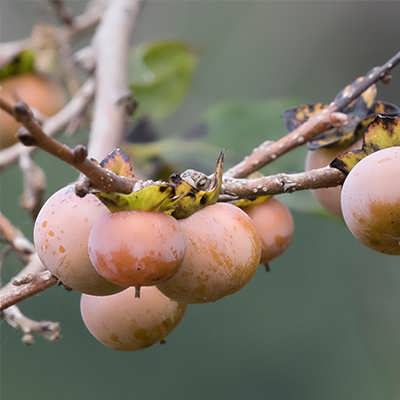 خرمالو وحشی روی درخت خرمالو وحشی روی درخت