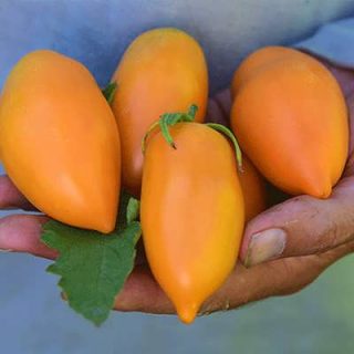 گوجه فرنگی قندیل یخی نارنجی در دست