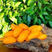 گوجه فرنگی قندیل یخی نارنجی ارگانیک