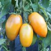 گیاه گوجه فرنگی قندیل یخی نارنجی