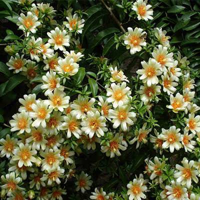 گوس بری باربادوس گوس بری باربادوس