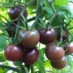 گوجه گیلاسی بنفش تازه