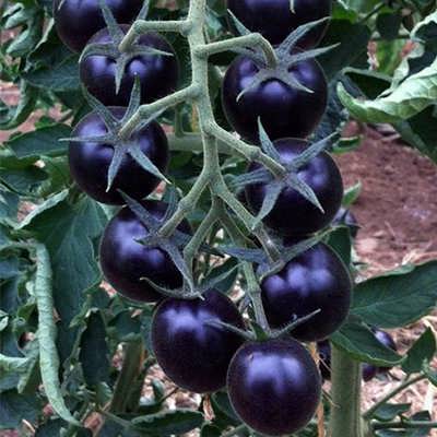 گوجه گیلاسی بنفش ارگانیک گوجه گیلاسی بنفش ارگانیک