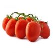 گوجه فرنگی ws 4040