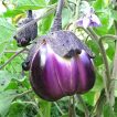 گیاه بادمجان دلمه ای ویولتا