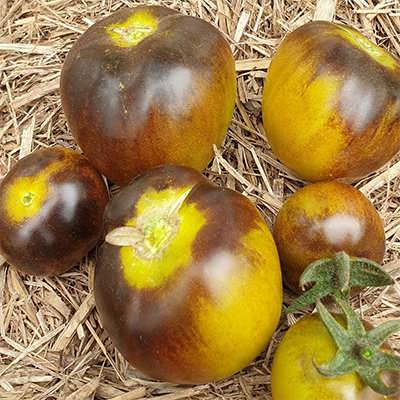 گوجه فرنگی واگنر سبز آبی گوجه فرنگی واگنر سبز آبی