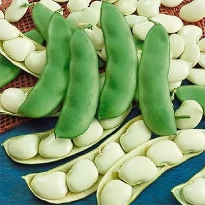 لوبیا سفید بزرگ تازه لوبیا سفید بزرگ تازه