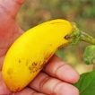 بادمجان دلمه ای زرد در دست