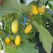 گیاه بادمجان دلمه ای زرد