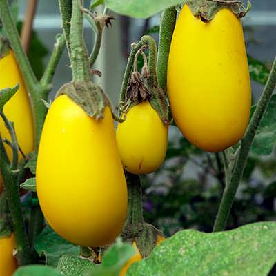 بادمجان دلمه ای زرد بادمجان دلمه ای زرد