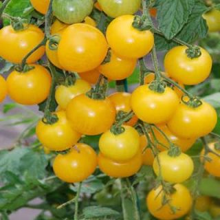 گوجه چری زرد روی درخت