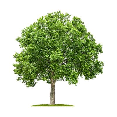 درخت چنار زیبا درخت چنار زیبا