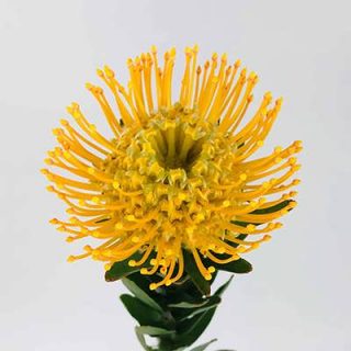 گل درختچه پروتیا گل زرد
