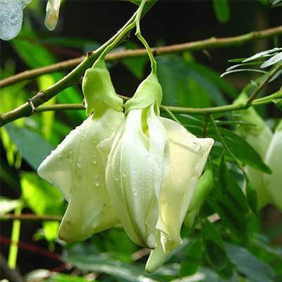 درخت مرغ مگس با گل درخت مرغ مگس با گل