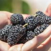 توت سیاه