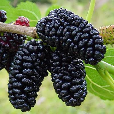 توت سیاه میوه توت سیاه میوه